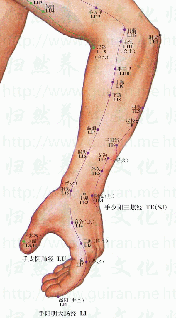 上廉-体表图 上廉-体表图
