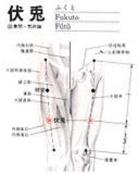 伏兔-解剖图