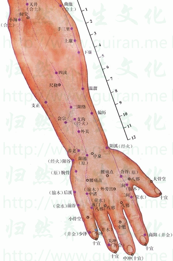关冲-体表图 关冲-体表图