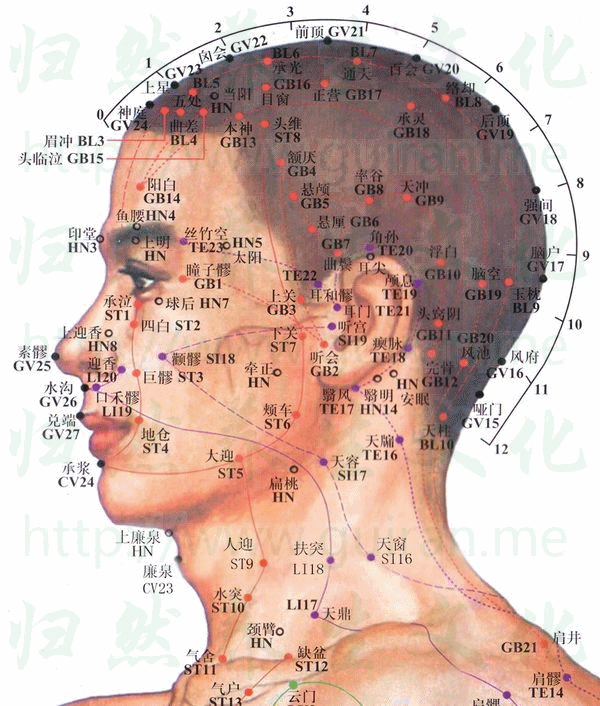 前顶-体表图 前顶-体表图