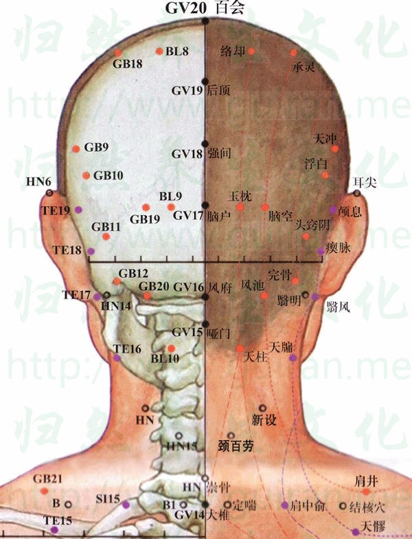 后顶-体表图 后顶-体表图