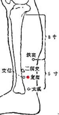 复溜-解剖图 复溜-体表示意图