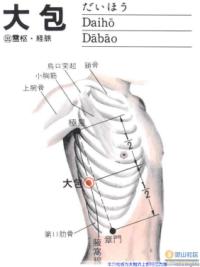 大包-解剖图