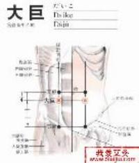 大巨-断层解剖图 大巨-解剖图