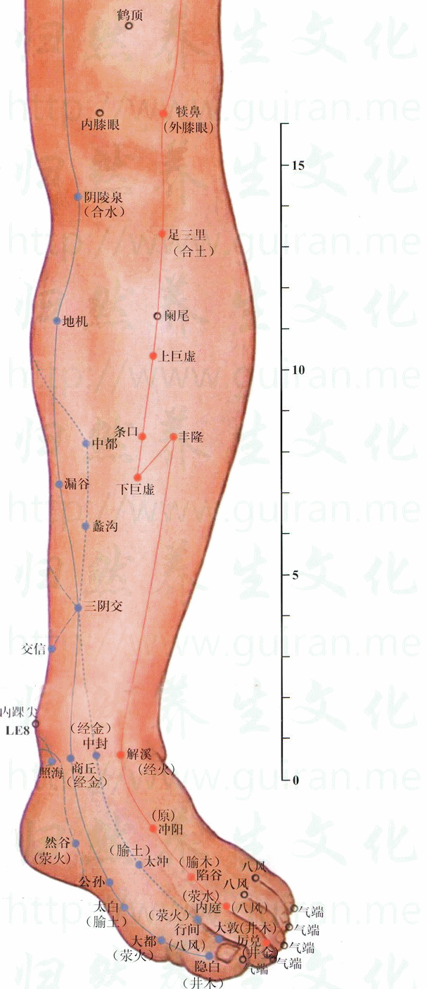 大敦-体表图 大敦-体表图