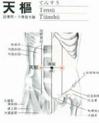 天枢-解剖图