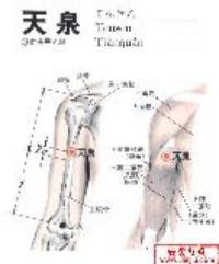 天泉-解剖图