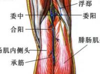 委中-体表示意图