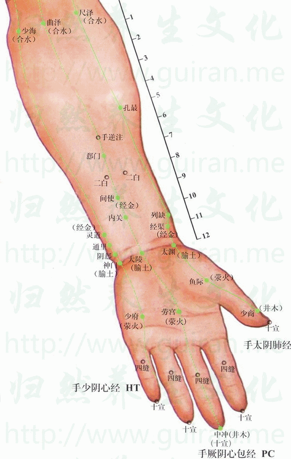 孔最-体表图 孔最-体表图