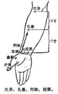 尺泽-体表示意图