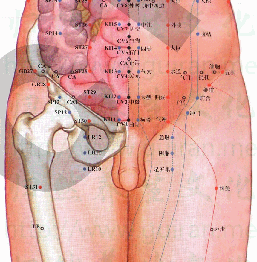 急脉-体表图 急脉-体表图