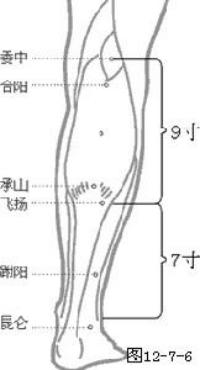 承山-解剖图 承山-体表示意图