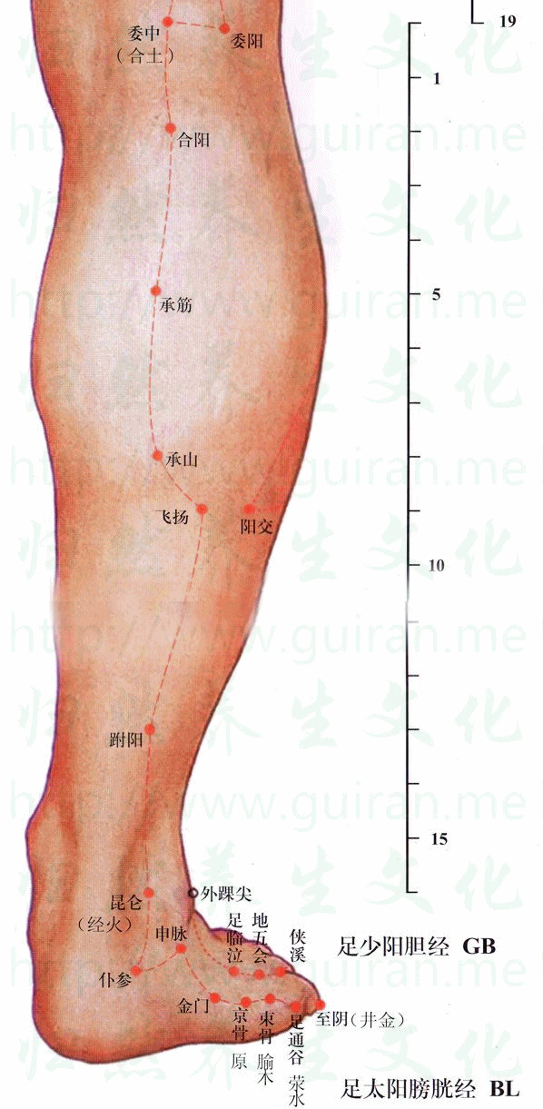 承筋-体表图 承筋-体表图