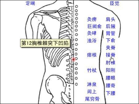 接脊-体表示意图