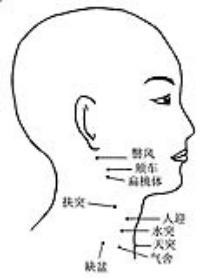 水突-解剖图 水突-体表示意图