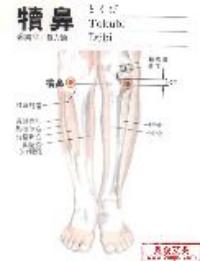 犊鼻-解剖图