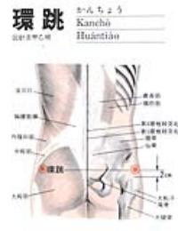 环跳-解剖图