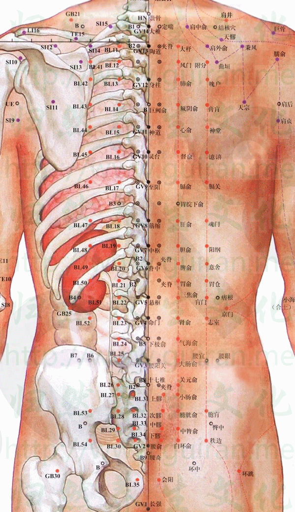筋缩-体表图 筋缩-体表图