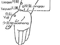 经渠-解剖图 经渠-体表示意图