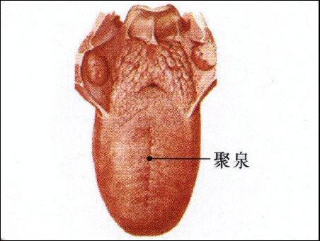 聚泉-体表示意图