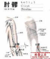 肘髎-解剖图