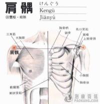 肩髃-解剖图