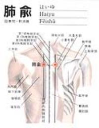 肺俞-解剖图