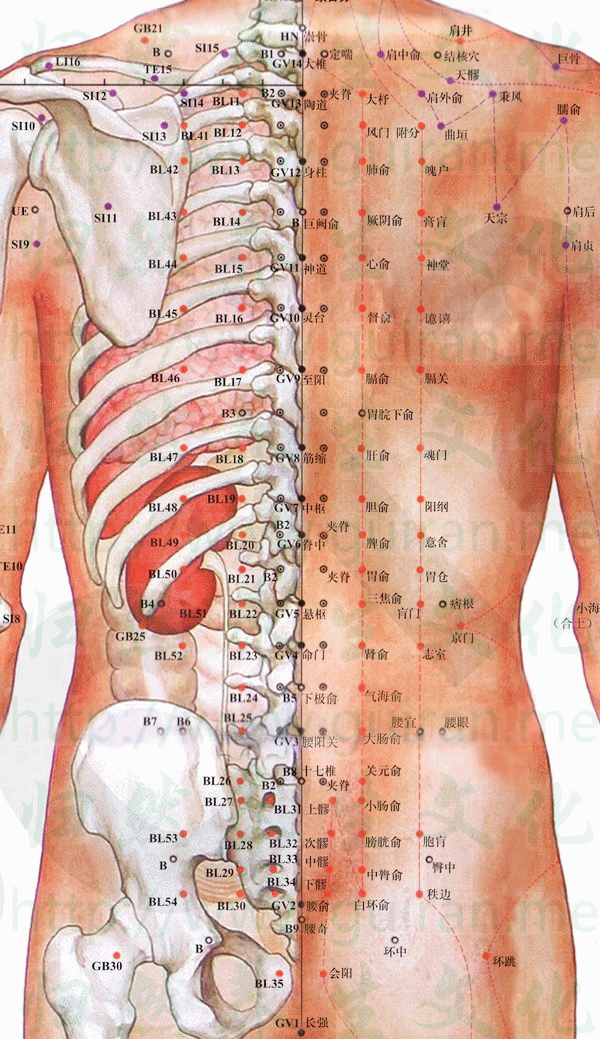 胃俞-体表图