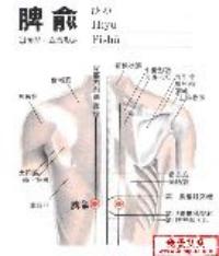 脾俞-解剖图