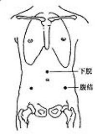 腹结-体表示意图