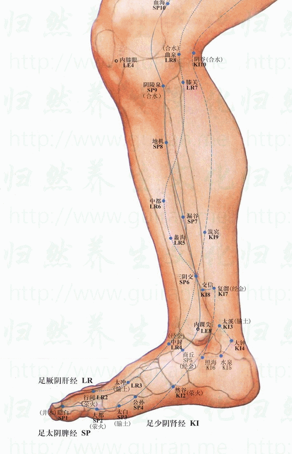 膝关-体表图 膝关-体表图
