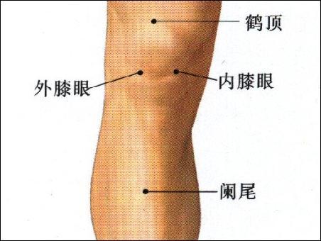 膝眼-体表示意图