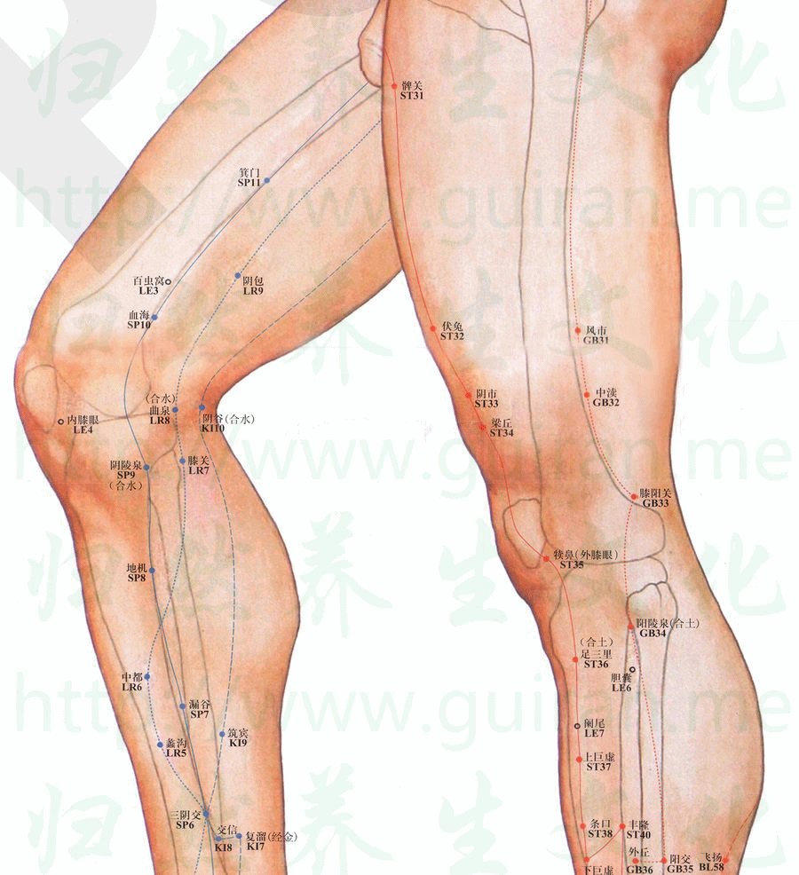 膝阳关-体表图