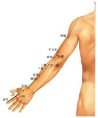臂臑-体表示意图