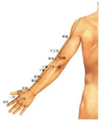 臂臑-解剖图 臂臑-体表示意图