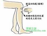 足三里-解剖图 足三里-体表示意图