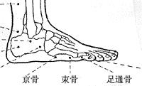 足通谷-体表示意图