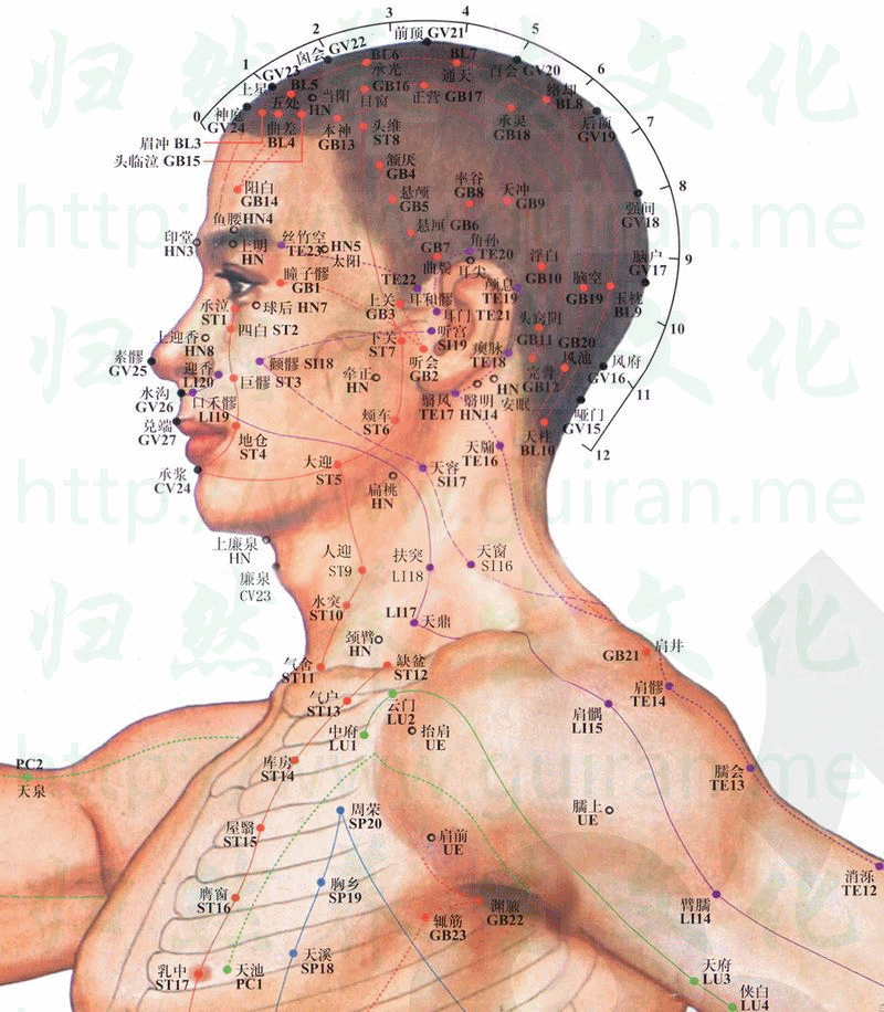 辄筋-体表图 辄筋-体表图