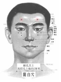 阳白-解剖图 阳白-体表示意图