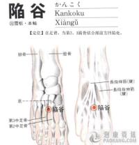 陷谷-解剖图