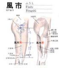 风市-解剖图