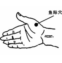 鱼际-解剖图 鱼际-体表示意图