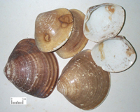 海蛤壳-药材