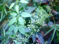 茜草-原态