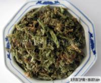 伸筋草-饮片